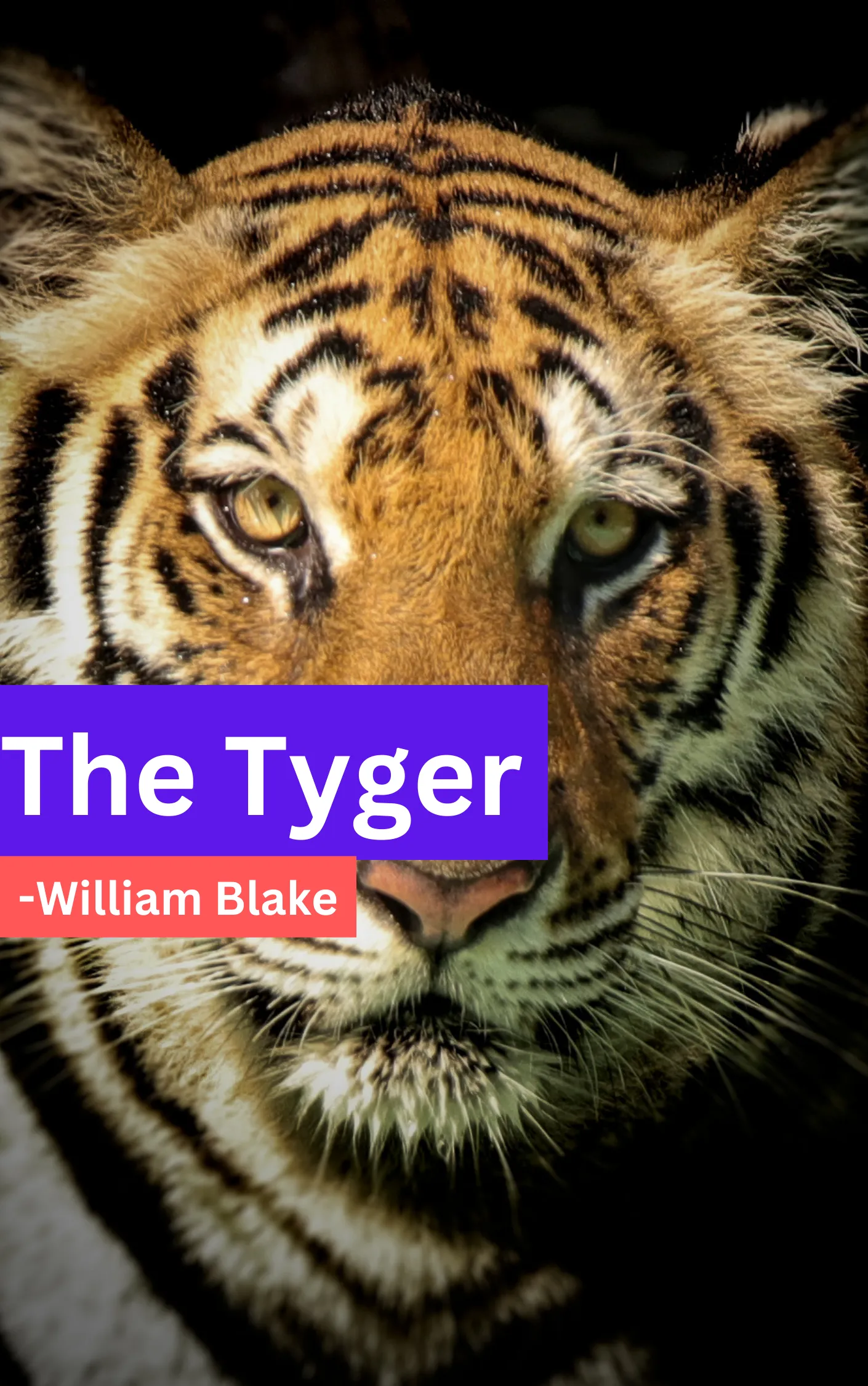 The Tyger Summary & Analysis